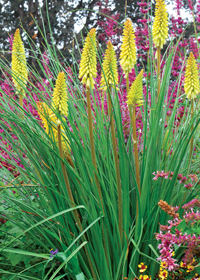 Kniphofia 'Pineapple Popsicle'